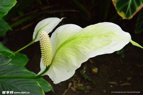 彎穗苞葉芋|弯穗苞叶芋 Spathiphyllum wallisii植物智[百科详情]